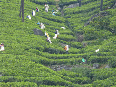 ©Bernard C. - Tous Droits réservés Kandy - le thé