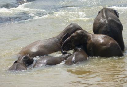 Bain des éléphants