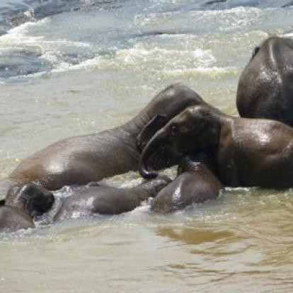 ©Bernard C. - Tous Droits Réservés Bain des éléphants