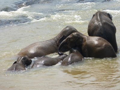 ©Bernard C. - Tous Droits réservés Bain des éléphants