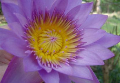 Voyage au Sri lanka de Philippe B.