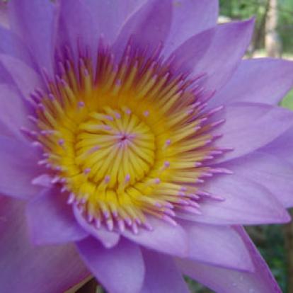 Voyage au Sri lanka de Philippe B.