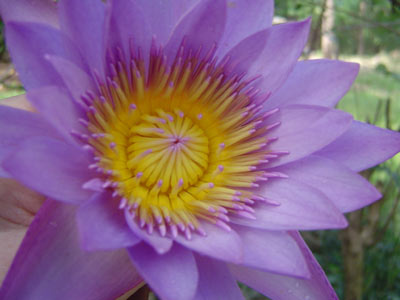 Voyage au Sri lanka de Philippe B.