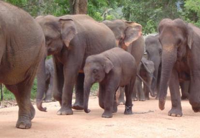 Voyage au Sri lanka de Philippe B.