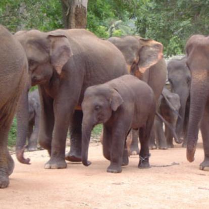 Voyage au Sri lanka de Philippe B.