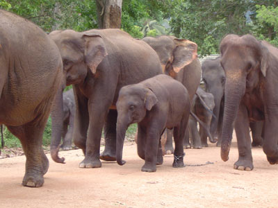 Voyage au Sri lanka de Philippe B.