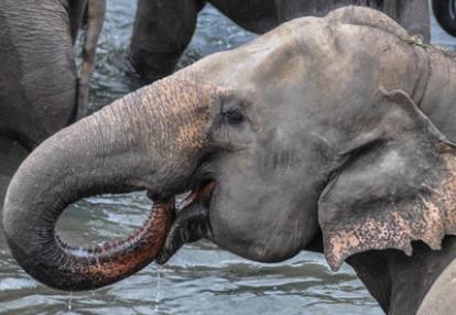 Voyage au Sri lanka de Sandrine G.