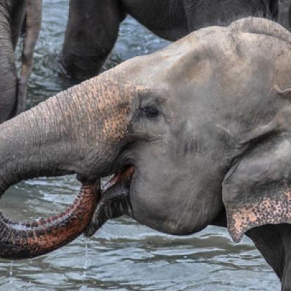 Voyage au Sri lanka de Sandrine G.