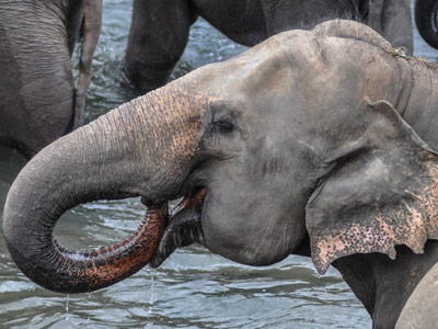 Voyage au Sri lanka de Sandrine G.