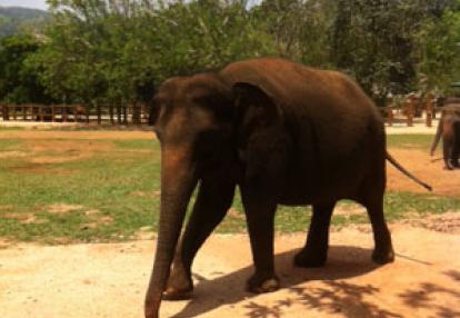 Voyage au Sri lanka d'Anthony