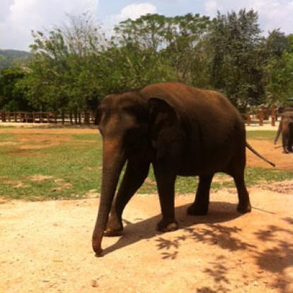 ©Anthony P. - Tous Droits Réservés Voyage au Sri lanka d'Anthony