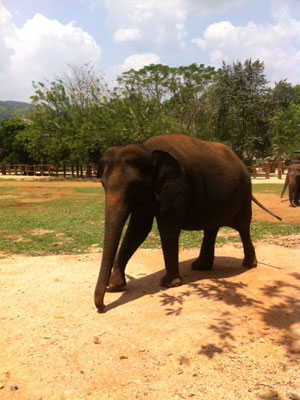 ©Anthony P. - Tous Droits réservés Voyage au Sri lanka d'Anthony