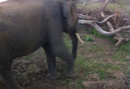 Voyage au Sri lanka d'Anthony