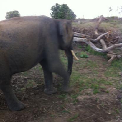 ©Anthony P. - Tous Droits Réservés Voyage au Sri lanka d'Anthony