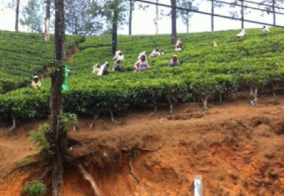 Voyage au Sri lanka d'Anthony