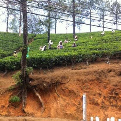 ©Anthony P. - Tous Droits Réservés Voyage au Sri lanka d'Anthony