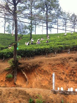 ©Anthony P. - Tous Droits réservés Voyage au Sri lanka d'Anthony