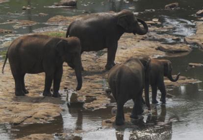 Voyage au Sri lanka de Francine