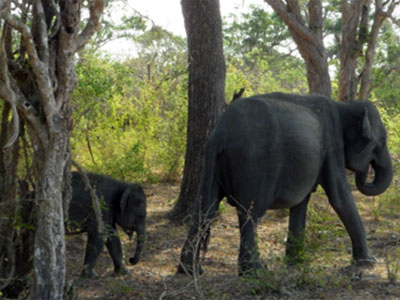 Voyage au Sri lanka de Sandrine