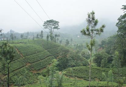 Voyage au Sri lanka de Michaela et Bruno