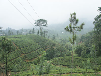 Voyage au Sri lanka de Michaela et Bruno