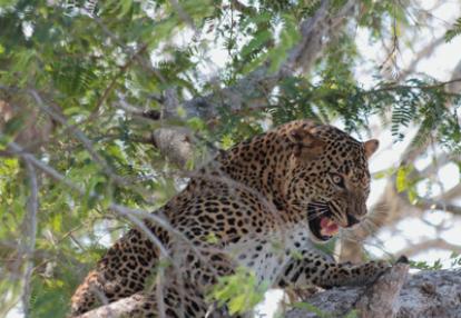 Voyage au Sri lanka de Serge