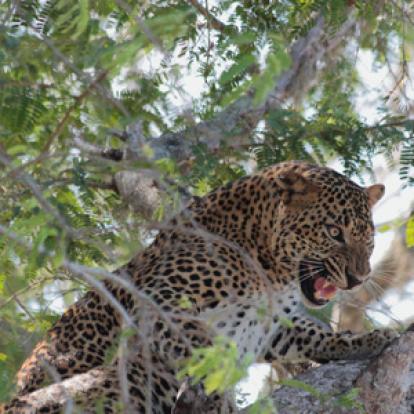 Voyage au Sri lanka de Serge