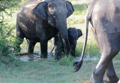 Voyage au Sri lanka de Serge