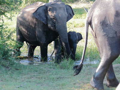Voyage au Sri lanka de Serge