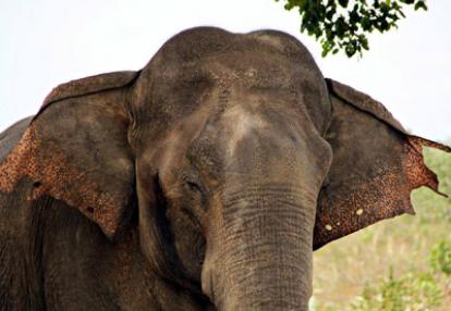 Voyage au Sri lanka d'Aurélie et Kevin