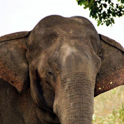 Voyage au Sri lanka d'Aurélie et Kevin