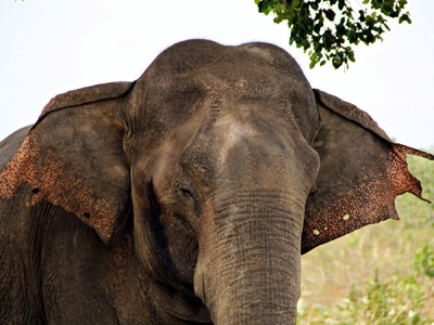 Voyage au Sri lanka d'Aurélie et Kevin