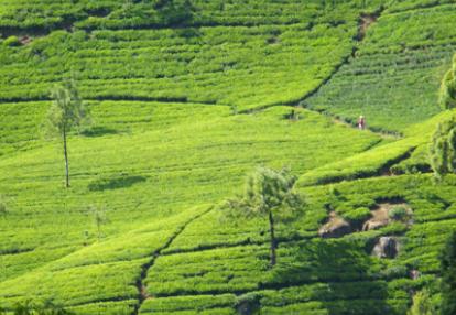 Voyage au Sri lanka de la Famille de Loïc