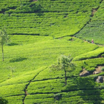 Voyage au Sri lanka de la Famille de Loïc