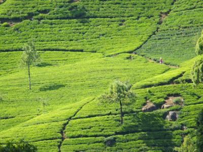 Voyage au Sri lanka de la Famille de Loïc