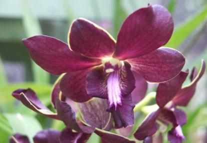 Voyage au Sri lanka de la Famille de Loïc