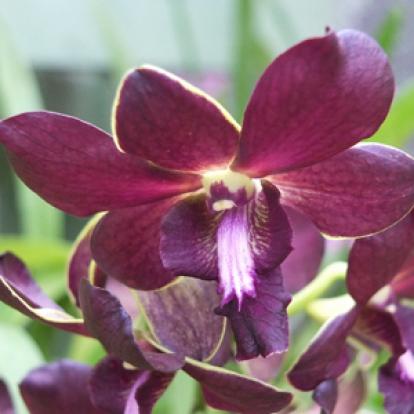 Voyage au Sri lanka de la Famille de Loïc