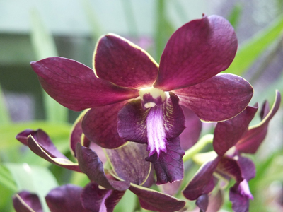 Voyage au Sri lanka de la Famille de Loïc