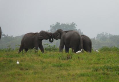 Voyage au Sri lanka de la Famille de Loïc
