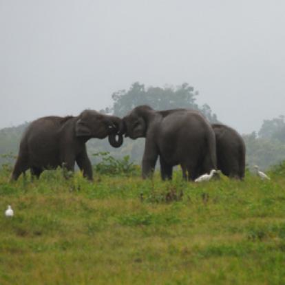 Voyage au Sri lanka de la Famille de Loïc