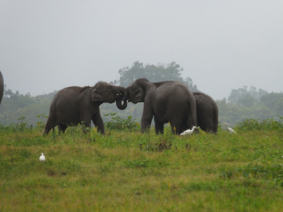 Voyage au Sri lanka de la Famille de Loïc