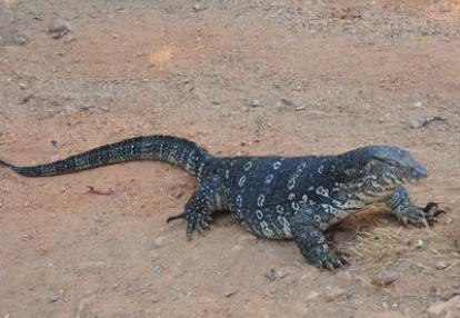 Voyage au Sri lanka de Véronique et Stéphane