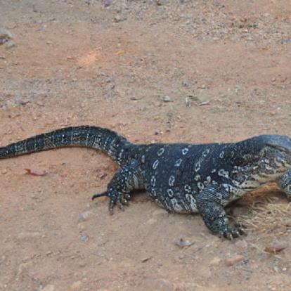 Voyage au Sri lanka de Véronique et Stéphane