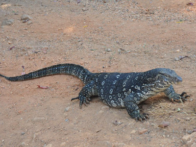 Voyage au Sri lanka de Véronique et Stéphane