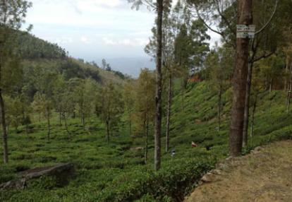 ©Michel M. - Tous Droits réservés Des plantations de théiers à l'infini autour de Bandarawela