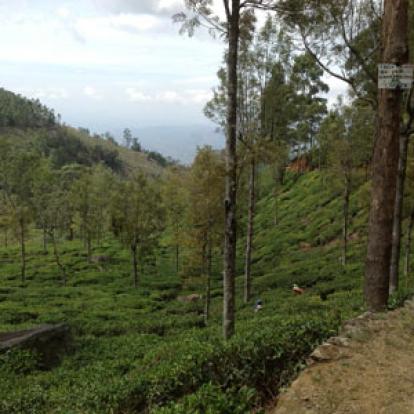 Des plantations de théiers à l'infini autour de Bandarawela