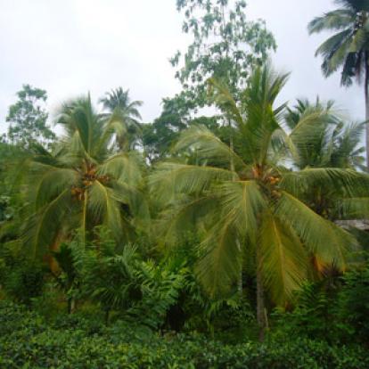 Voyage au Sri Lanka de Florence