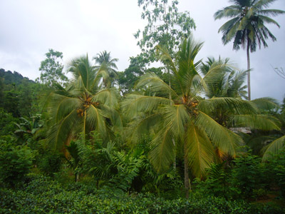 Voyage au Sri Lanka de Florence