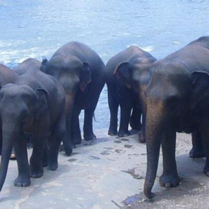 Voyage au Sri Lanka de Florence