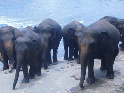 Voyage au Sri Lanka de Florence